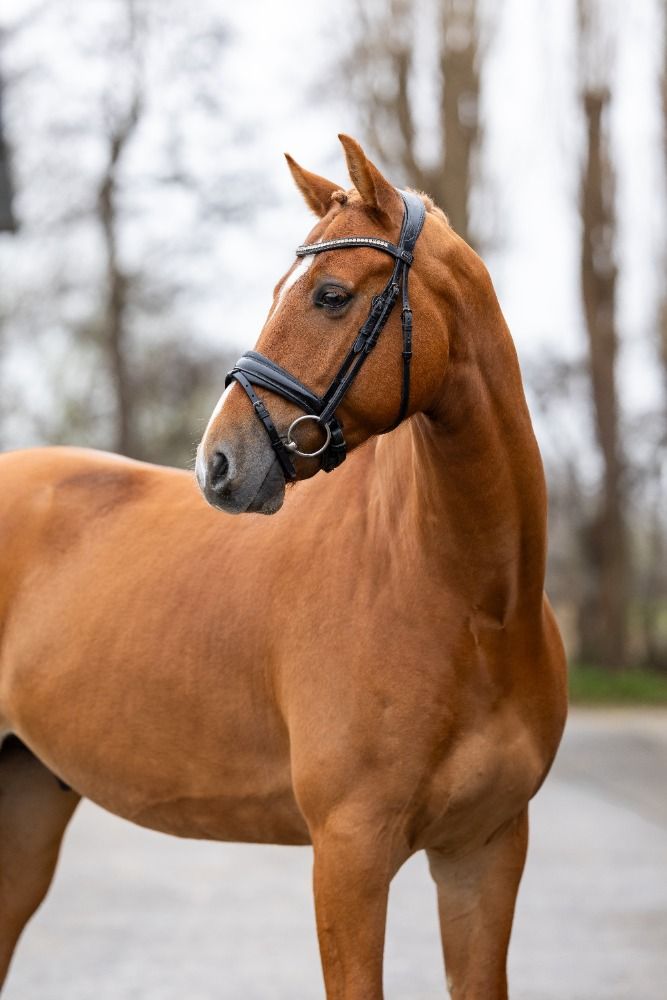 KWPN dressuurpaard Ruin 5 jaar Vos te koop - Foto 2