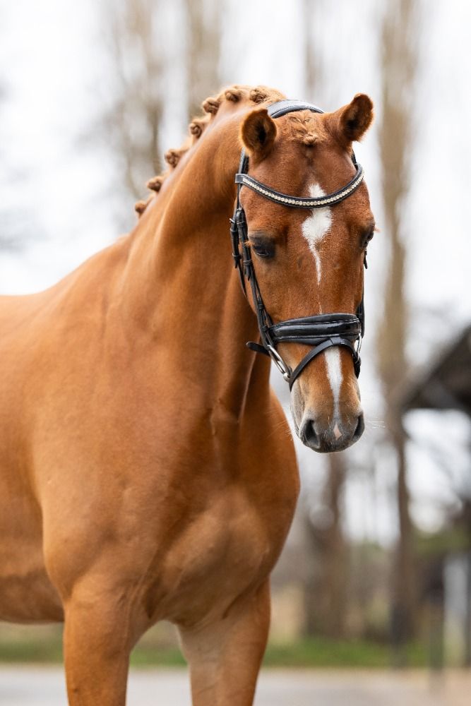 Zeer getalenteerde 5 jarige ruin