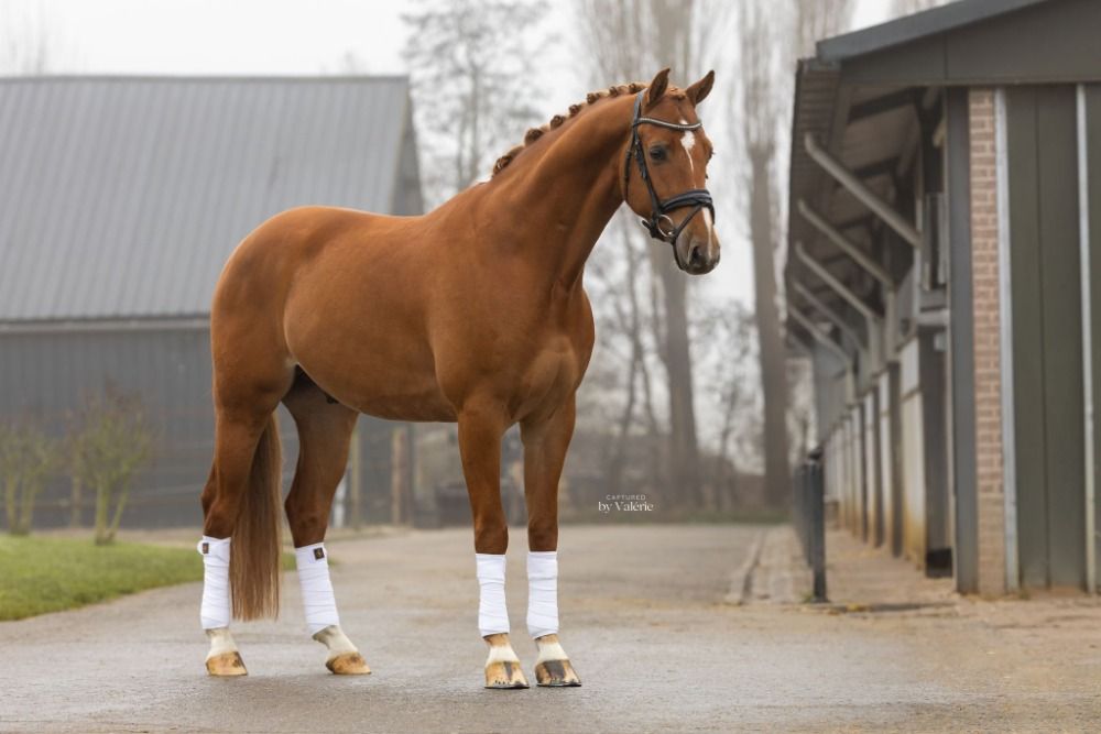 KWPN dressuurpaard Ruin 5 jaar Vos te koop - Foto 5