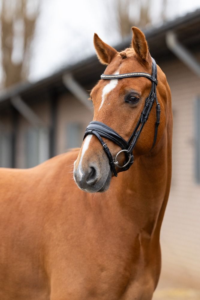 KWPN dressuurpaard Ruin 5 jaar Vos te koop - Foto 3
