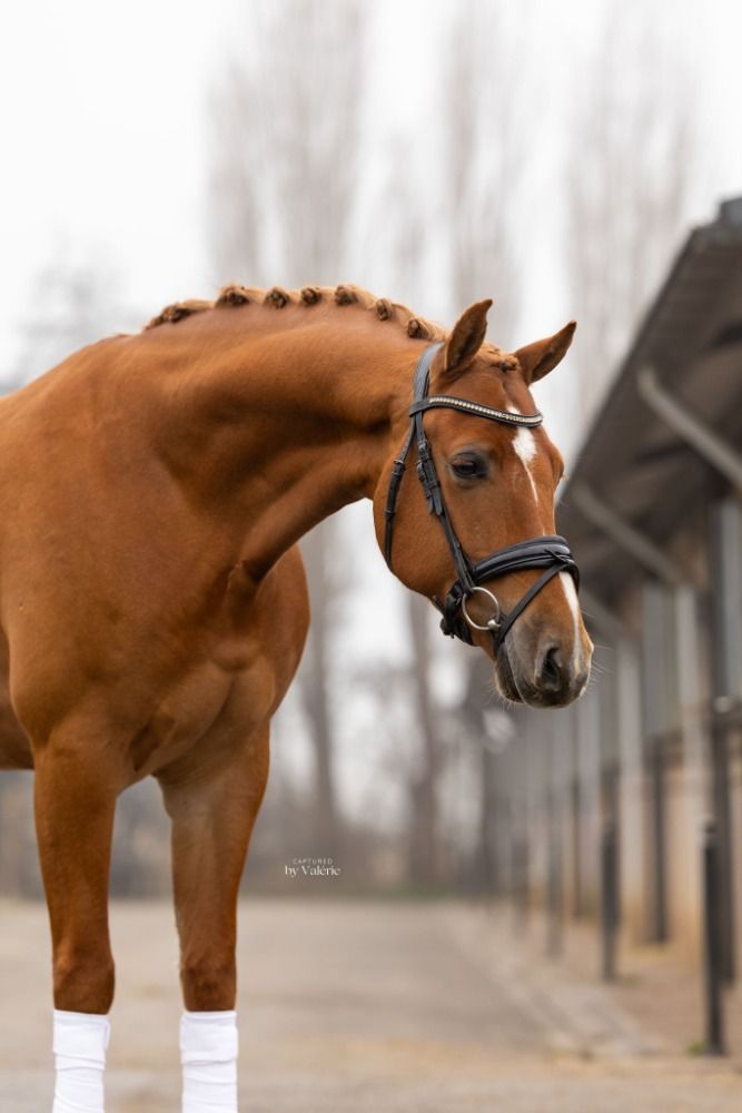 KWPN dressuurpaard Ruin 5 jaar Vos te koop - Foto 4