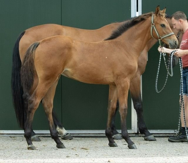 KWPN fokmerrie Merrie 15 jaar Bruin te koop - Foto 4