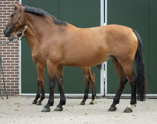 KWPN fokmerrie Merrie 15 jaar Bruin te koop - Foto 2