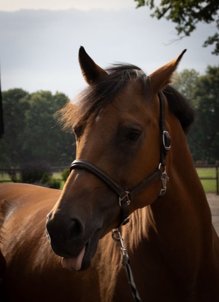 KWPN fokmerrie Merrie 15 jaar Bruin te koop - Hoofdfoto