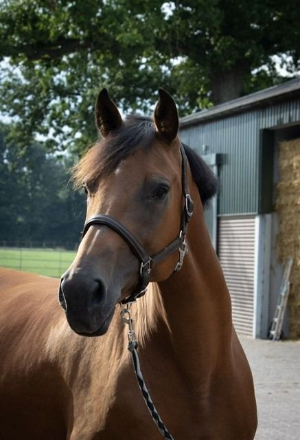 KWPN fokmerrie Merrie 15 jaar Bruin te koop - Foto 3