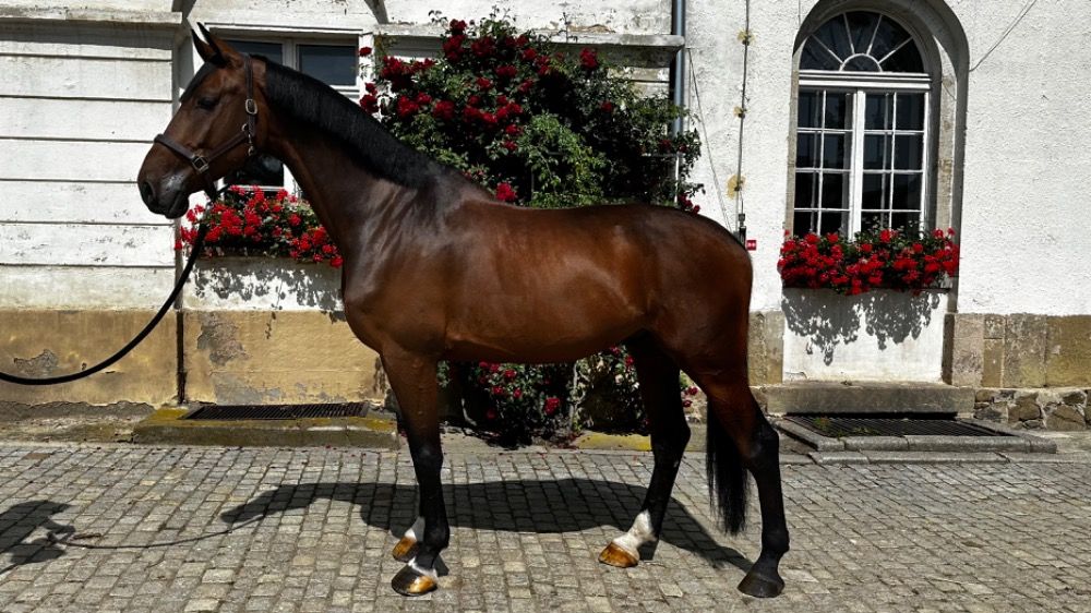 Holstein springpaard Ruin 6 jaar Bruin te koop - Foto 3