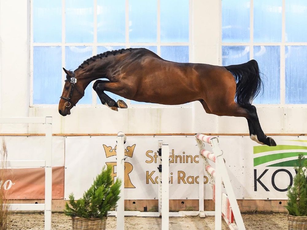 Holstein springpaard Ruin 6 jaar Bruin te koop - Foto 4