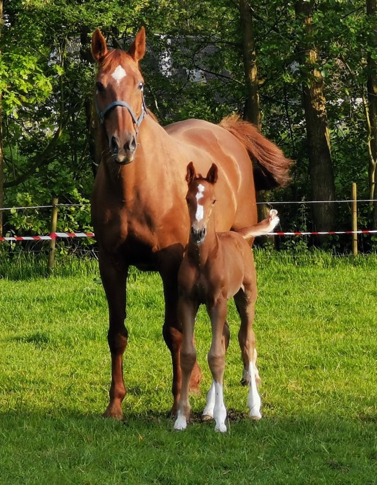 BWP fokmerrie Merrie 21 jaar Vos te koop - Foto 3
