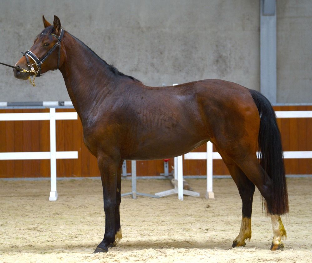 Sold/Verkocht Si Adorrable Zarina Marie Lou