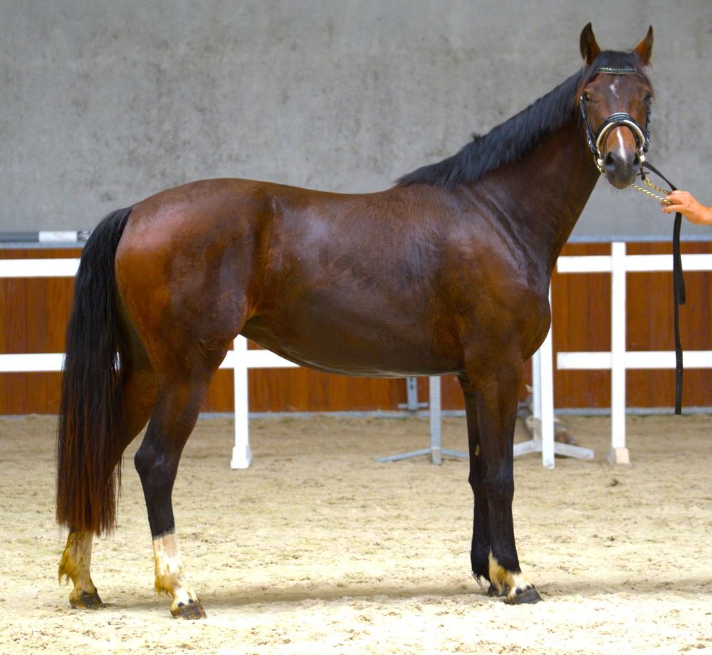 KWPN allrounder Merrie 3 jaar Bruin te koop - Foto 3