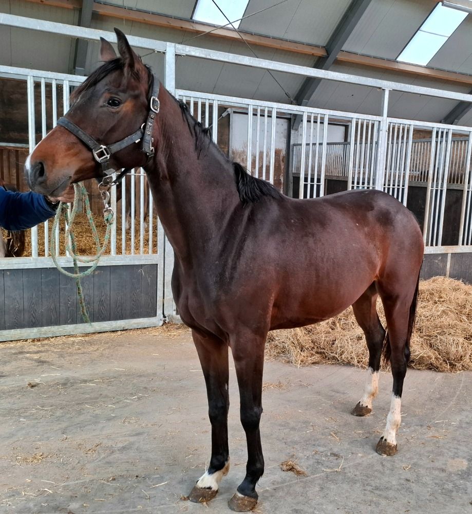 KWPN allrounder Merrie 3 jaar Bruin te koop - Foto 6