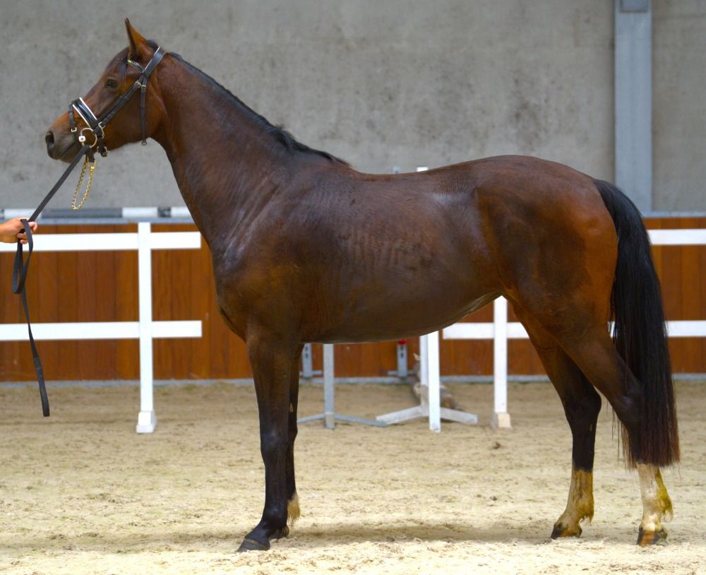 KWPN allrounder Merrie 3 jaar Bruin te koop - Foto 4