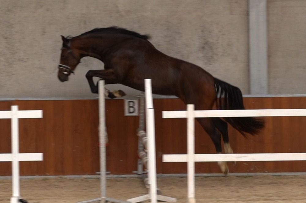 KWPN allrounder Merrie 3 jaar Bruin te koop - Foto 5
