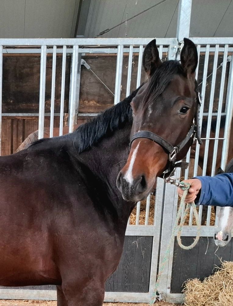 KWPN allrounder Merrie 3 jaar Bruin te koop - Foto 2