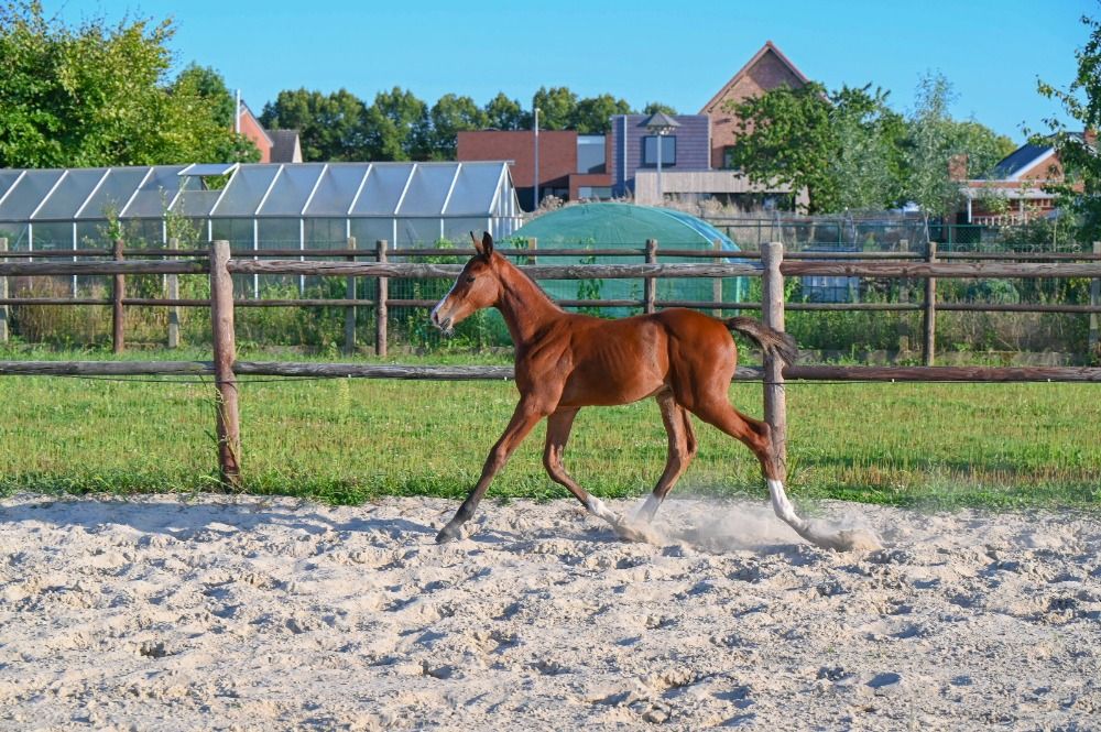 BWP springpaard Hengst Bruin te koop - Foto 4