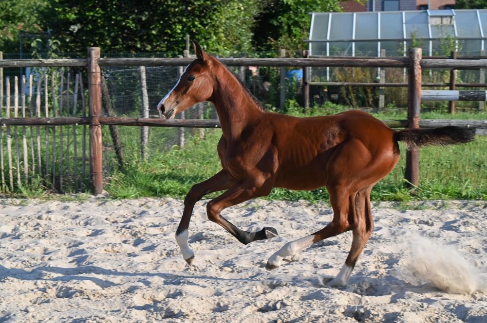 BWP springpaard Hengst Bruin te koop - Foto 3