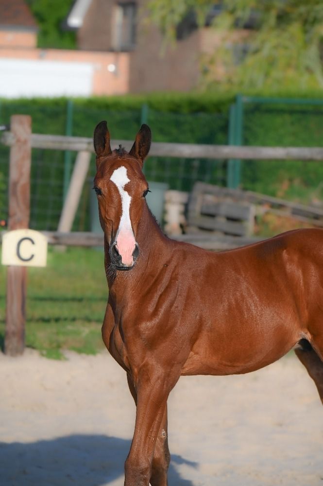 BWP springpaard Hengst Bruin te koop - Hoofdfoto