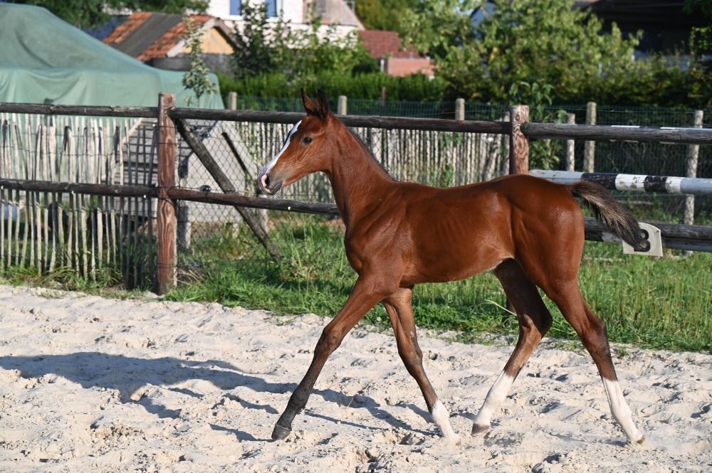 BWP springpaard Hengst Bruin te koop - Foto 2