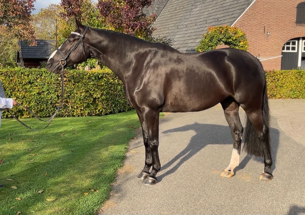 KWPN allrounder Merrie 12 jaar Zwart te koop - Hoofdfoto