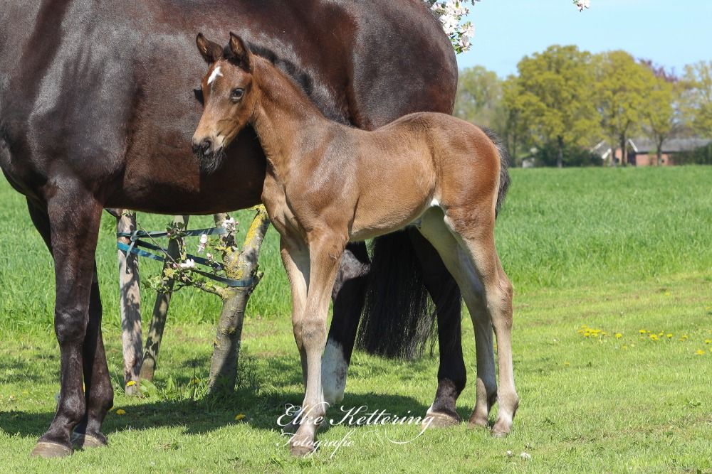 KWPN allrounder Merrie 12 jaar Zwart te koop - Foto 5
