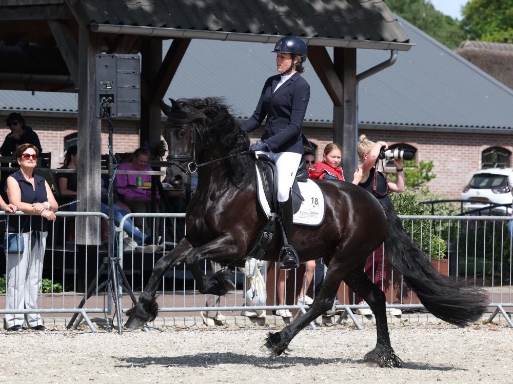 FPS (Nederland) fries Merrie 5 jaar Zwart te koop - Foto 2