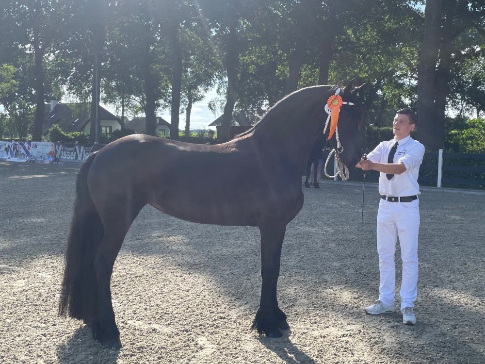 1e premie Ster Wedstrijd Merrie