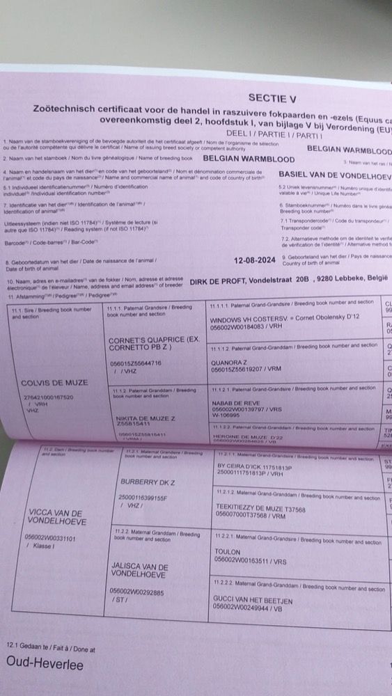 BWP springpaard Hengst 1 jaar Zwart te koop - Foto 2