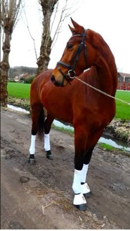 dressuurpaard Ruin 4 jaar Bruin te koop - Hoofdfoto