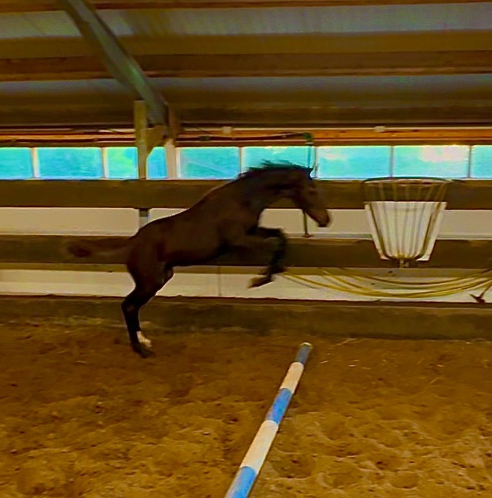 KWPN springpaard Hengst Donkerbruin te koop - Foto 2
