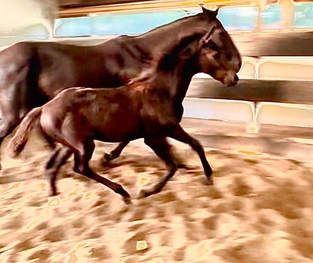 KWPN springpaard Hengst Donkerbruin te koop - Foto 3
