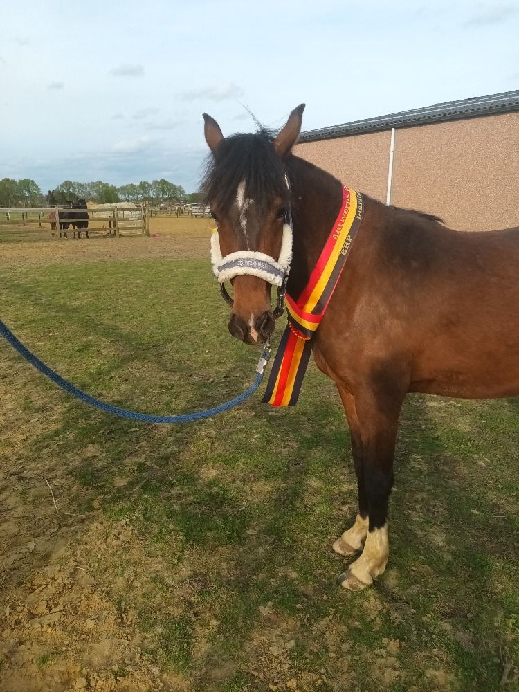 Mooie 3 jarige merrie