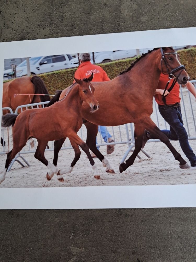 BWP fokmerrie pony Merrie 3 jaar Bruin te koop - Foto 2