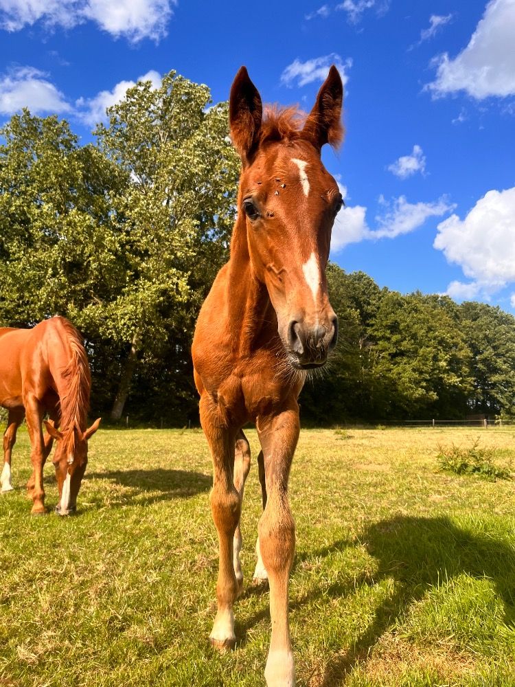 KWPN fokmerrie Merrie 11 jaar Vos te koop - Foto 3