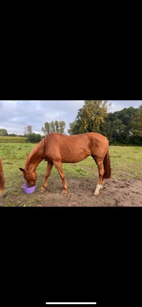 KWPN fokmerrie Merrie 11 jaar Vos te koop - Foto 4