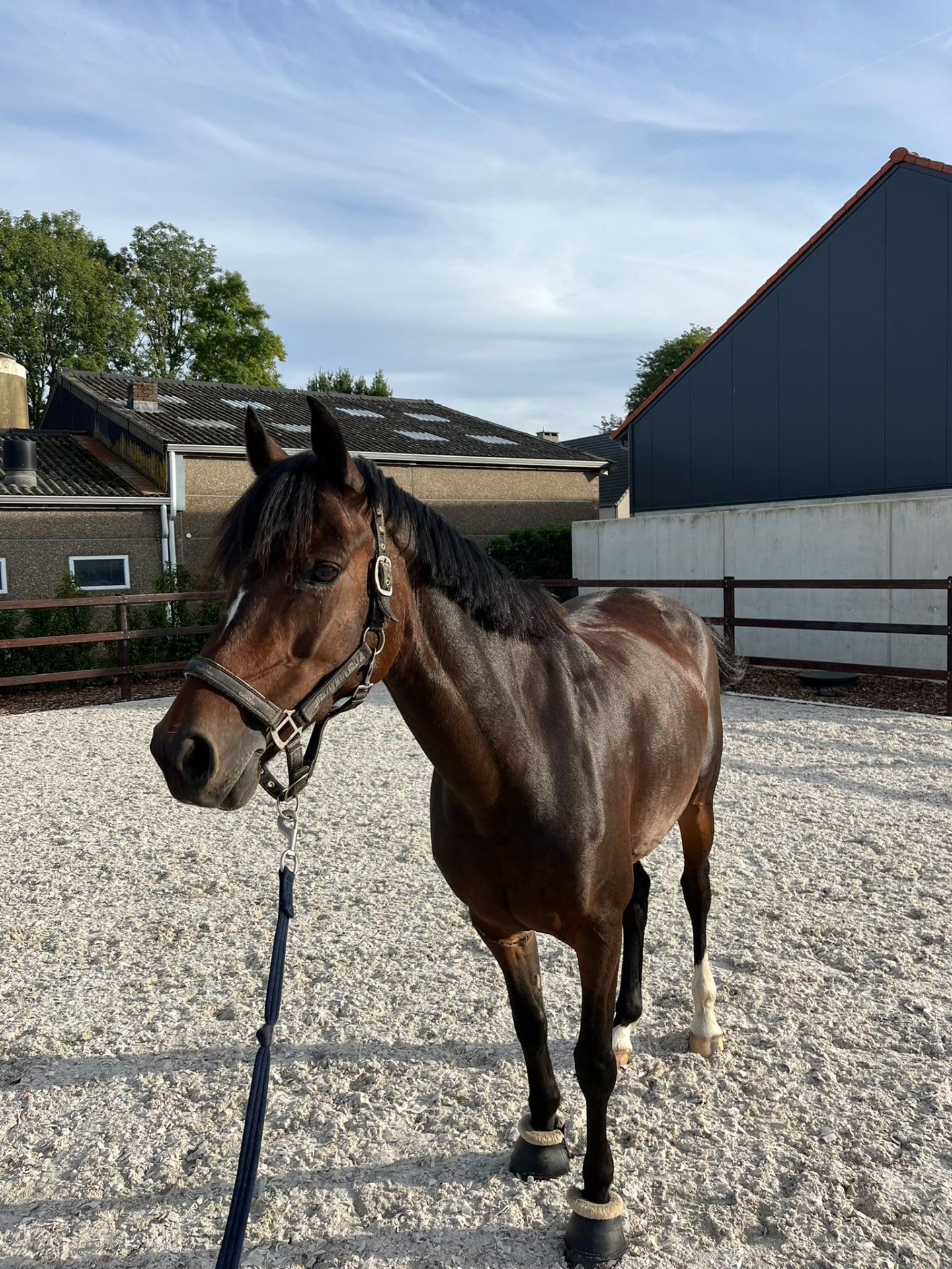 springpony merrie 12 vuotta myytävänä - Kuva 4