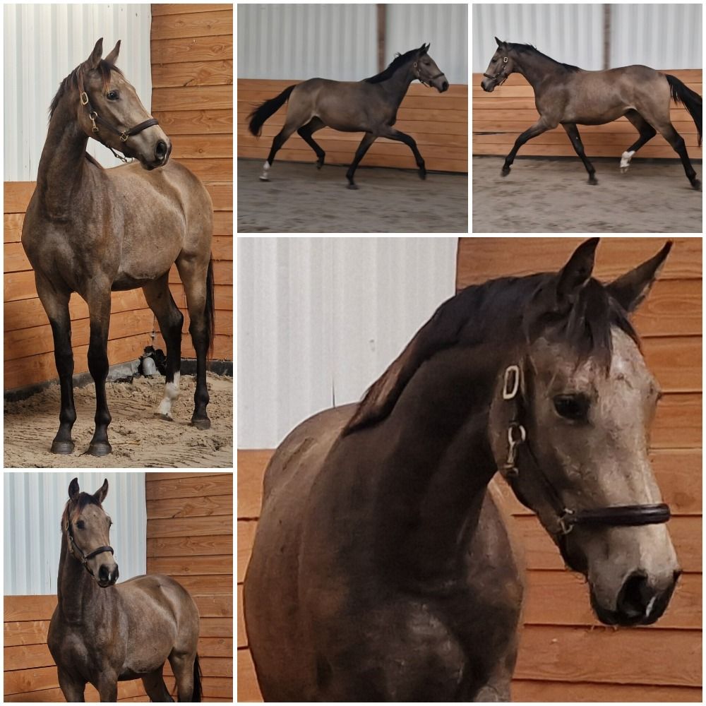 Accrocheur, super étalon alezan de 2,5 ans !