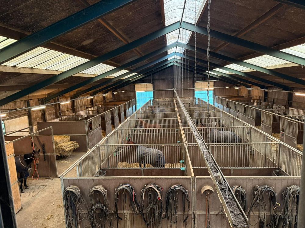 Stud farm with 56 horse stables, carousel and private racetrack with house in the village of Deurze - Photo 4