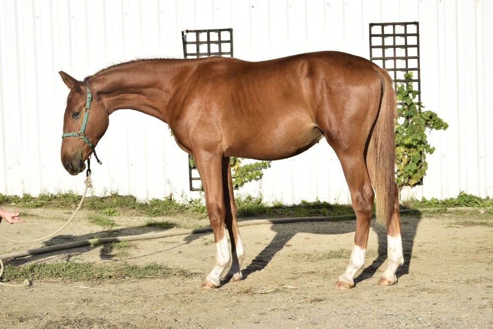 Zangersheide springpaard Hengst 1 jaar Vos te koop - Foto 6