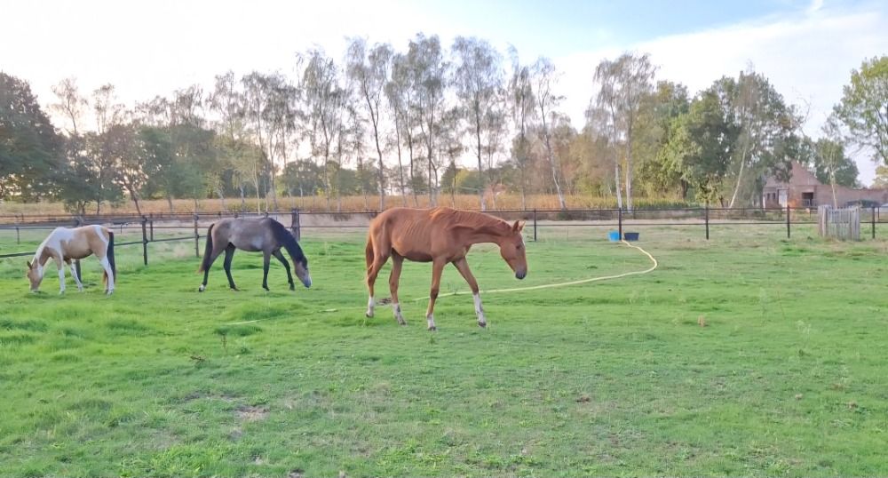 Zangersheide springpaard Hengst 1 jaar Vos te koop - Foto 3