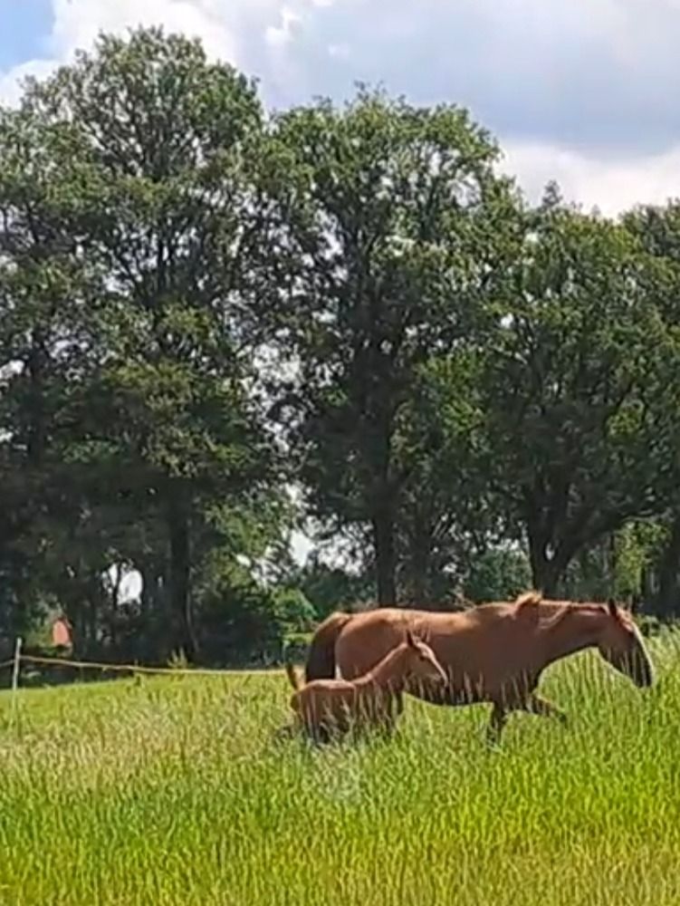 Zangersheide springpaard Hengst 1 jaar Vos te koop - Foto 2