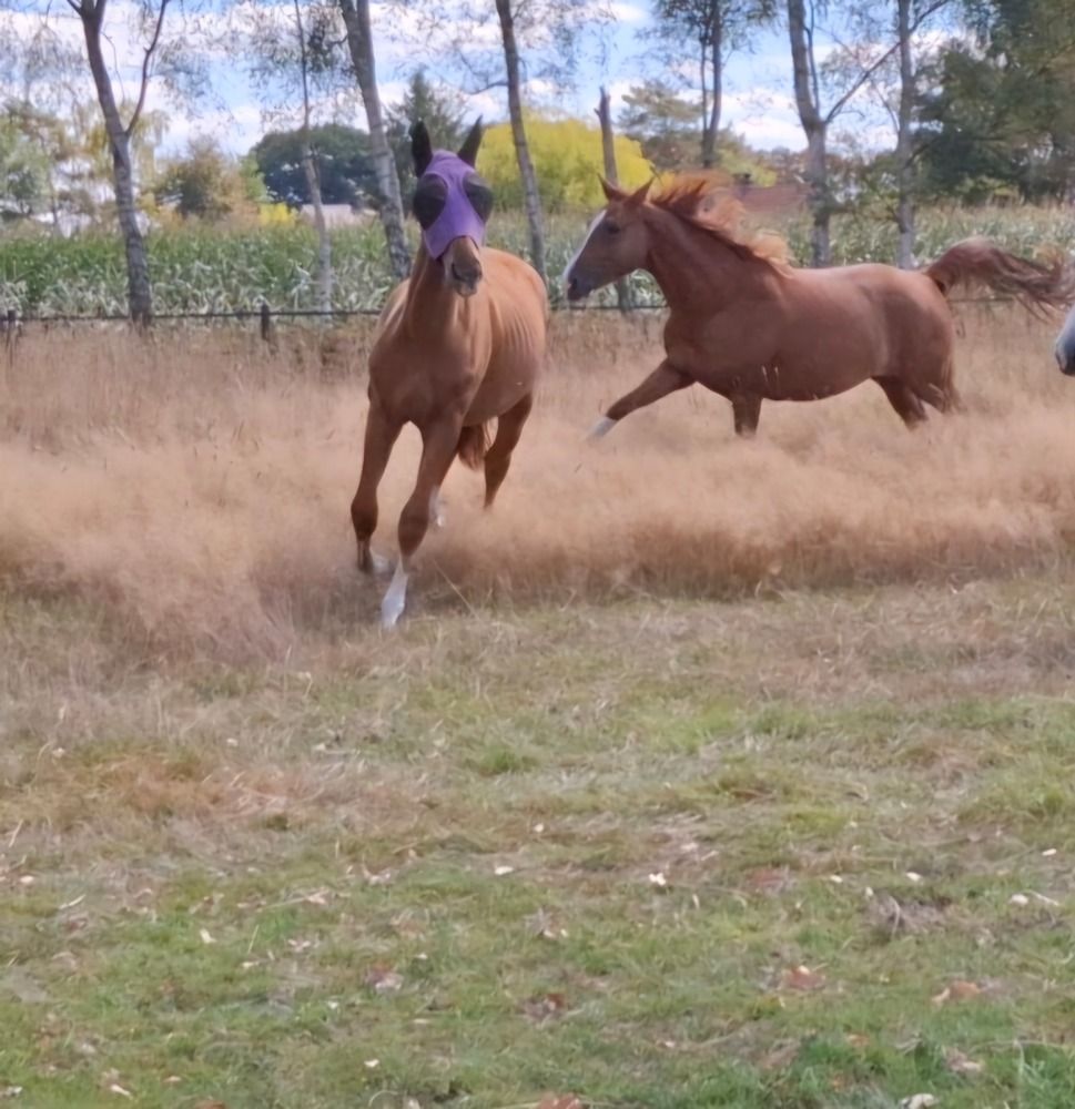 Zangersheide springpaard Hengst 1 jaar Vos te koop - Foto 4