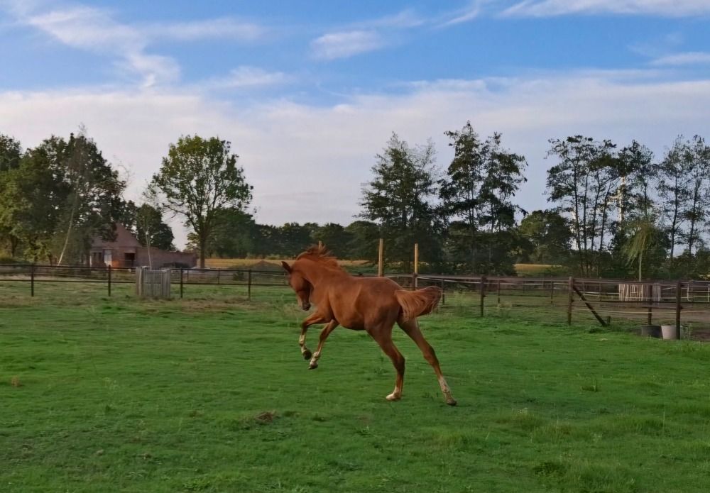 Zangersheide springpaard Hengst 1 jaar Vos te koop - Foto 5