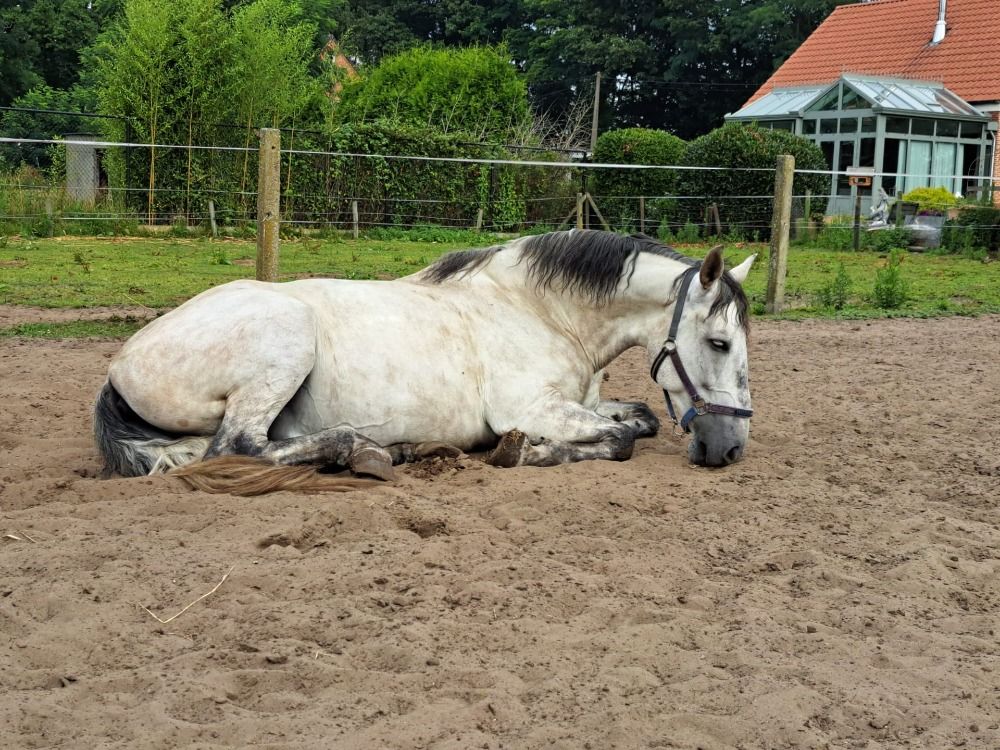 dressuurpaard Ruin 11 jaar Schimmel te koop - Foto 4