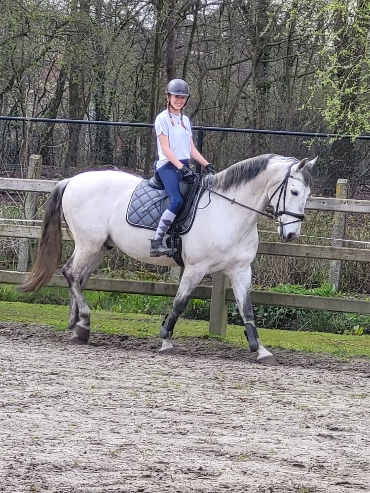 dressuurpaard Ruin 11 jaar Schimmel te koop - Foto 5