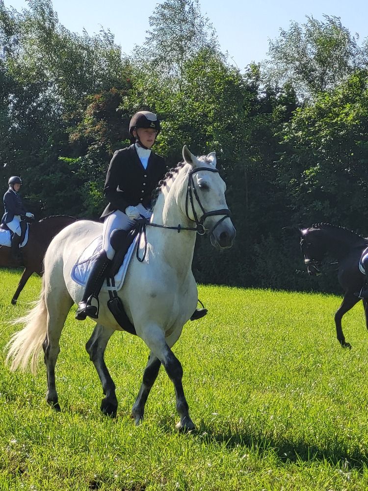 dressuurpaard Ruin 11 jaar Schimmel te koop - Foto 3