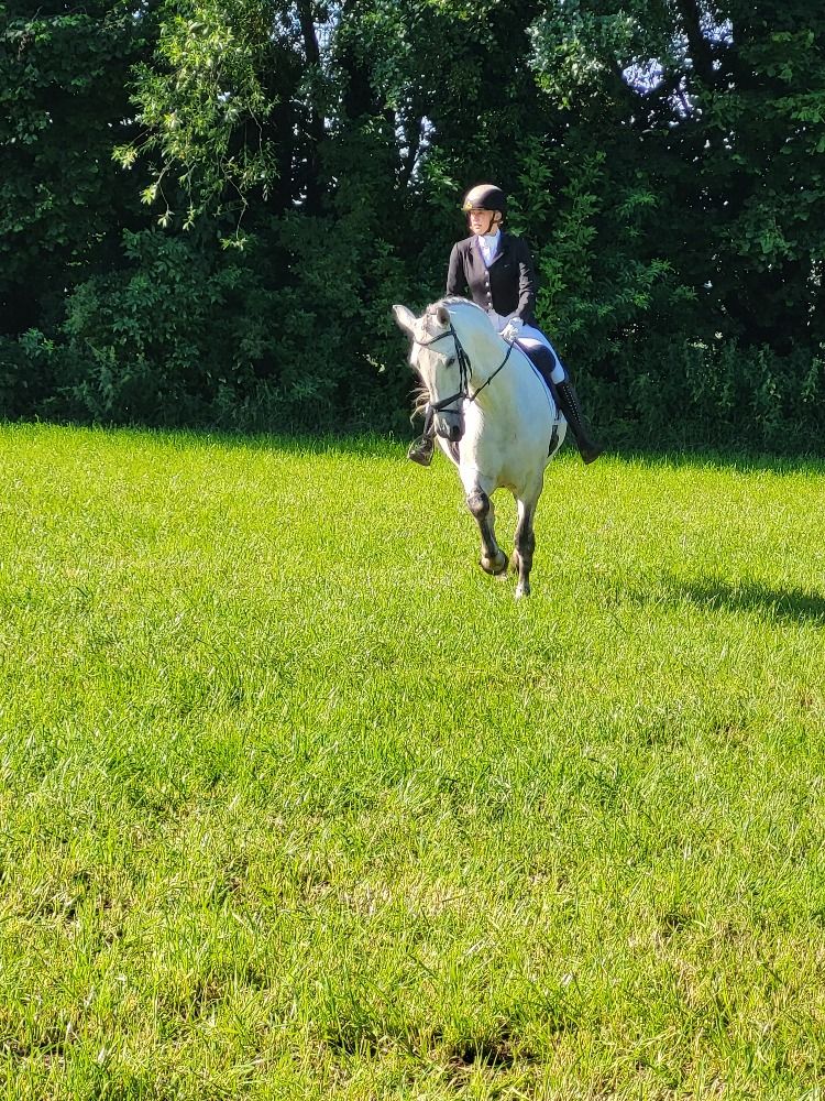 dressuurpaard Ruin 11 jaar Schimmel te koop - Foto 2