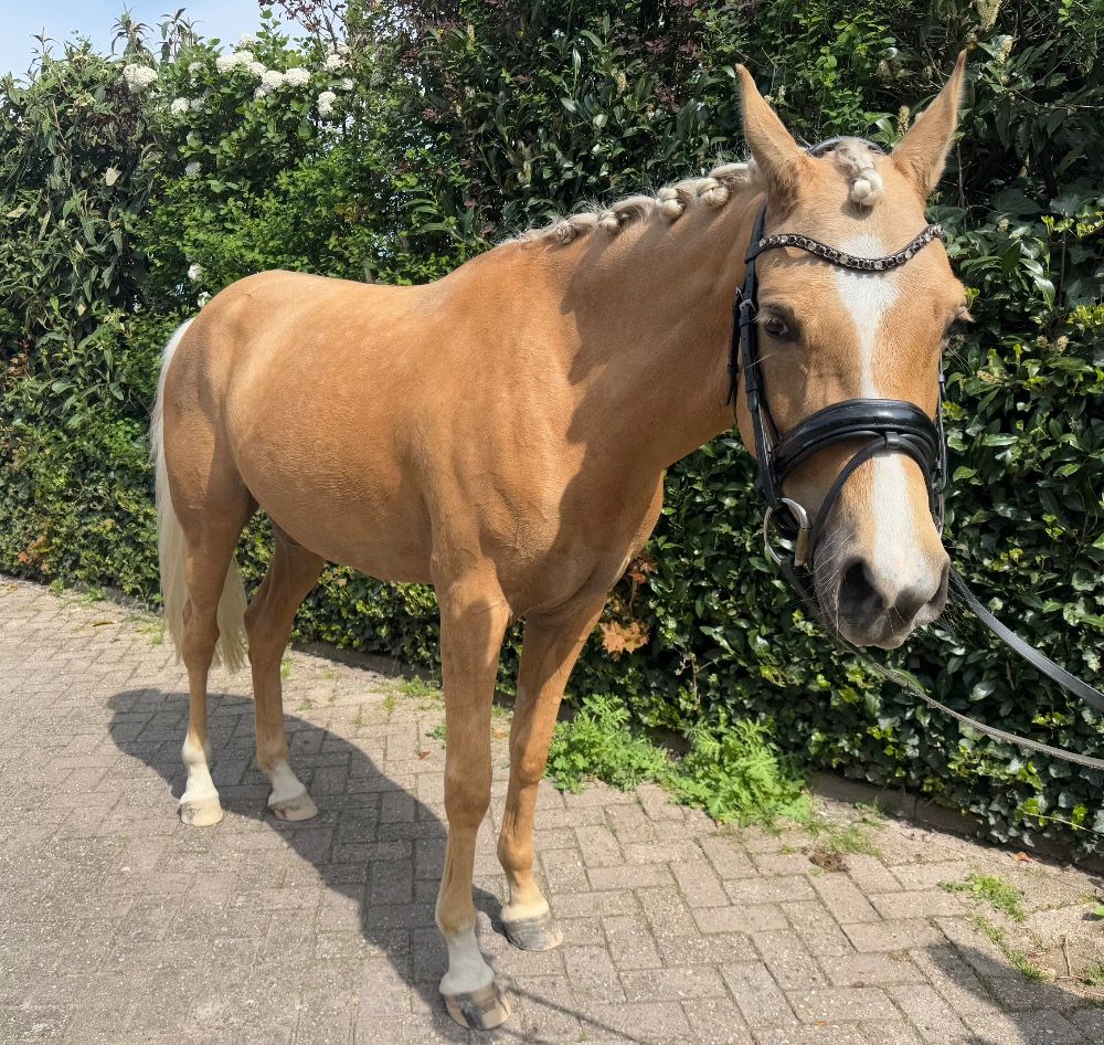NRPS allround-pony Merrie 4 jaar Palomino te koop - Foto 3