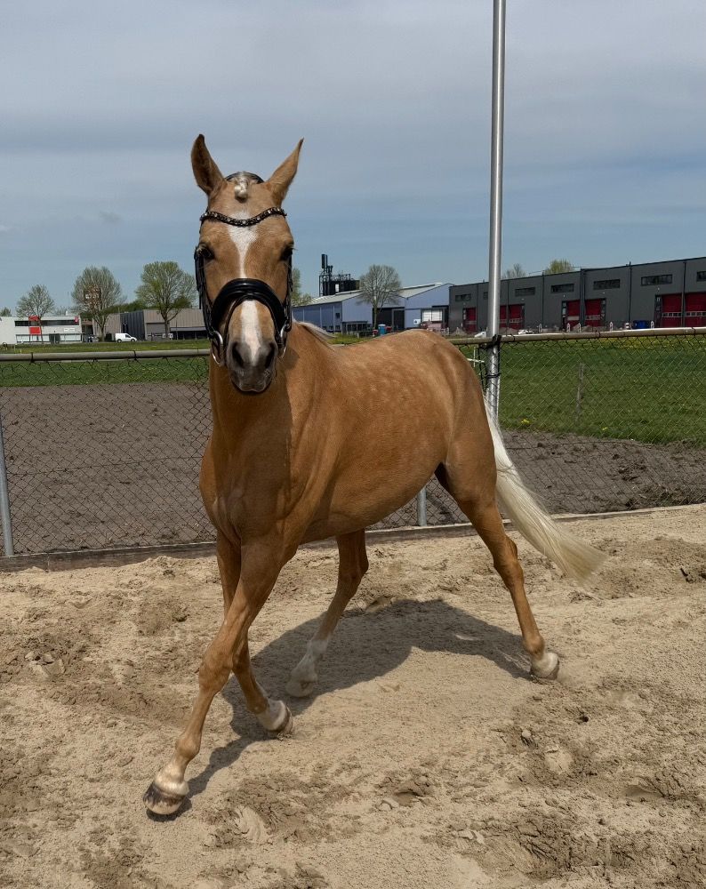 Unieke palomino NRPS D-pony merrie (2021)