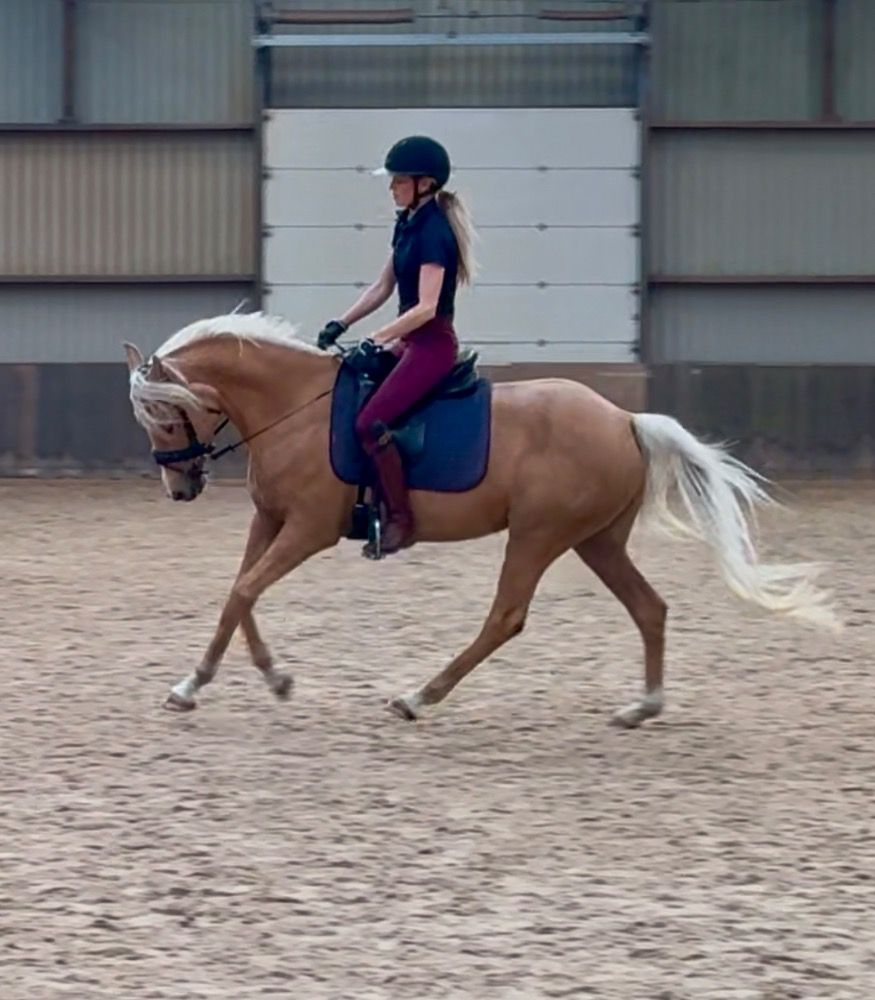 NRPS allround-pony Merrie 4 jaar Palomino te koop - Foto 6