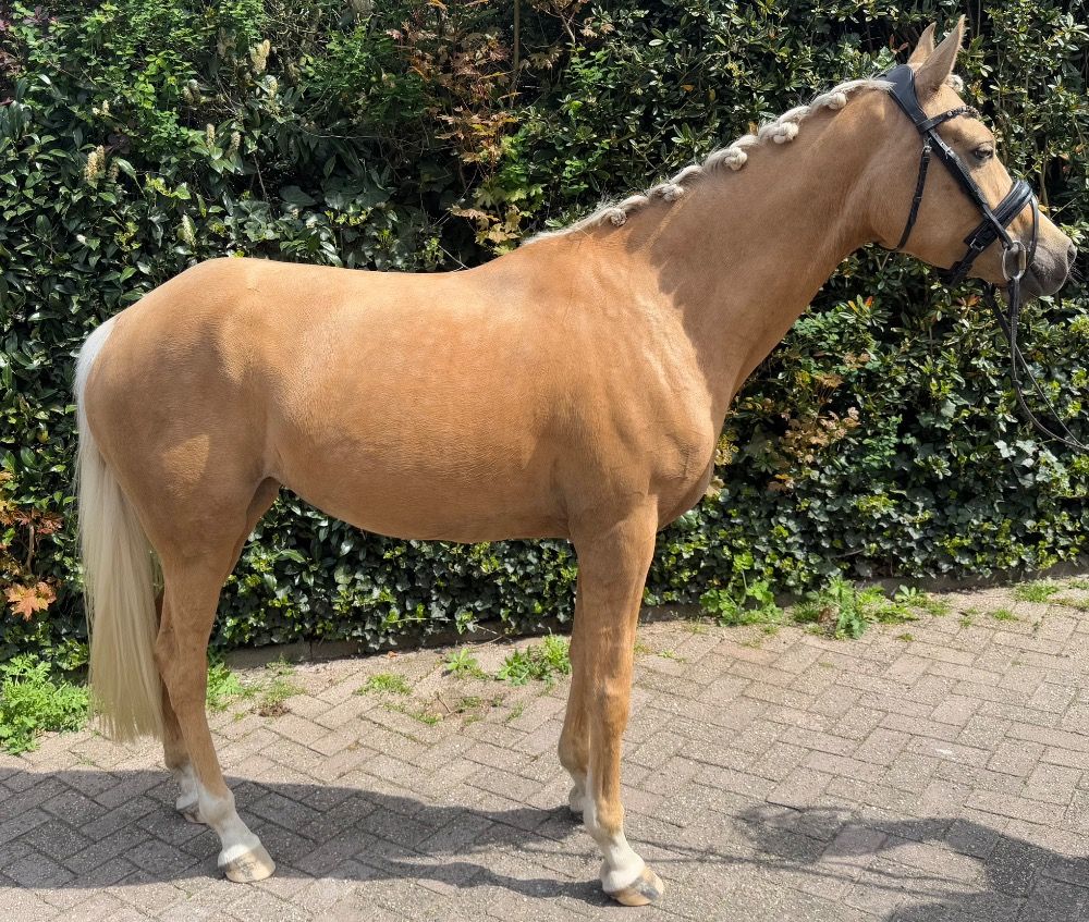 NRPS allround-pony Merrie 4 jaar Palomino te koop - Foto 4